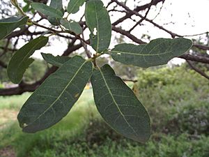Archivo:Quercus engelmannii