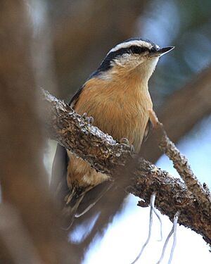 Archivo:Red-breasted Nuthatch 57