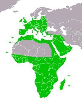 Distribución global de Tyto alba sensu lato