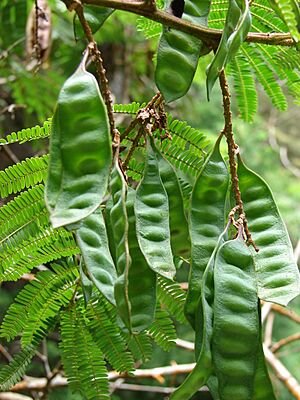 Archivo:Starr-090521-8433-plant-Paraserianthes lophantha subsp montana-green seepods-Polipoli