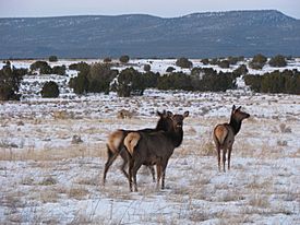 The elk is the largest animal to graze at El Morro. Unfortunately, elk sightings most frequently occur along area roads at (43e9afe7-050c-4f50-9c1e-a375dd5a0fb2).jpg