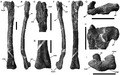 Timimus