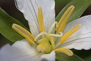 Archivo:Trillium ovatum 1292