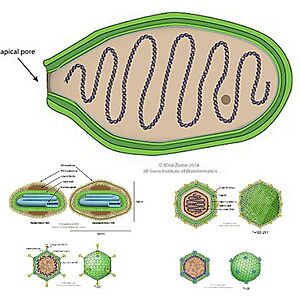 Archivo:Varidnaviria virions