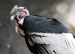 Archivo:Vultur gryphus -Fort Worth Zoo, Texas, USA -male-8a