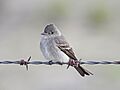 Western Wood-peewee