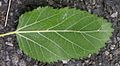 White Mulberry Leaf Underside 600