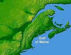 El visón marino fue encontrado en el área del golfo de Maine