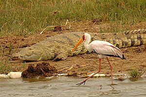 Archivo:Yellow-billed stork kazinga