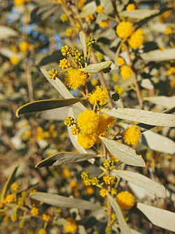 Acacia ligulata flower spikes.jpg