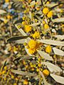Acacia ligulata flower spikes