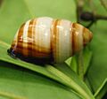 Achatinella bulimoides