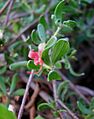 Adenanthos glabrescens subsp. exasperatus 6543