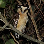 Aegolius harrisii-Buff-fronted Owl