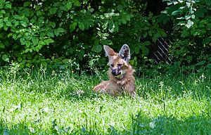 Archivo:Aguará guazú (Chrysocyon brachyurus), Tierpark Hellabrunn, Múnich, Alemania, 2012-06-17, DD 01
