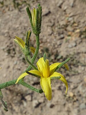 Archivo:Aguilas-tomat-flor-3