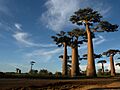 Allée des Baobabs near Morondava, Madagascar