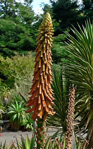 Archivo:Aloe africana 2