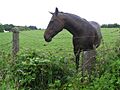 An inquisitive horse, Omagh - geograph.org.uk - 1396152