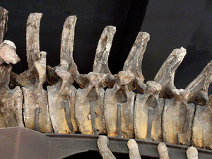 Archivo:Apatosaurus caudal vertebrae