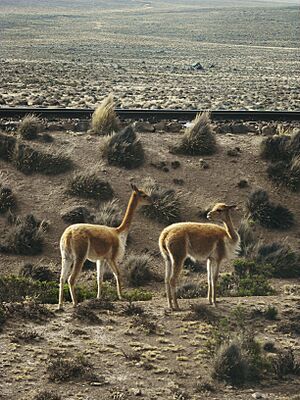Archivo:Arequipa - Canyon de Colca 199 - Copie vigogne