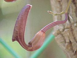 Aristolochia maxima1.jpg