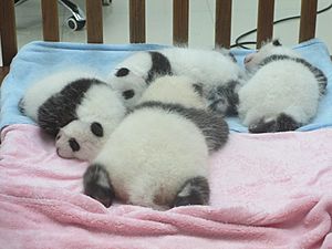 Archivo:Baby Pandas