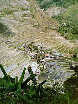 Batad rice terraces.jpg