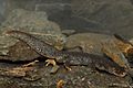 BennyTrapp Montseny-Gebirgsmolch Calotriton arnoldi Montseny-Gebirge Spanien