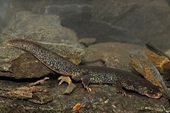 BennyTrapp Montseny-Gebirgsmolch Calotriton arnoldi Montseny-Gebirge Spanien.jpg