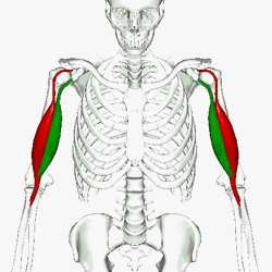 Biceps brachii muscle - animation04.gif