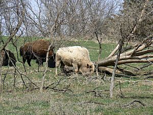 Archivo:Blonde bison 2