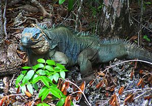 Archivo:Blue Iguana on Wilderness Trail at QEII Botanic Park
