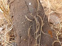Archivo:Bouteloua gracilis (Poaceae) I