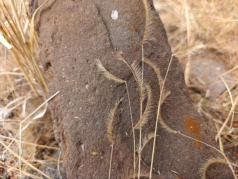 Bouteloua gracilis (Poaceae) I