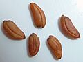 C.maritima-seeds-1