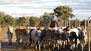 CSIRO ScienceImage 11010 A stockman musters cattle on CSIROs Belmont Research Station in central Queensland