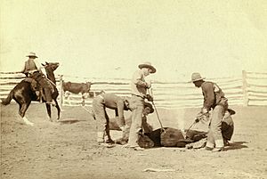 Archivo:Cattle branding (Grabill 1888)