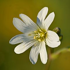 Archivo:Cerastium arvense flower - Keila