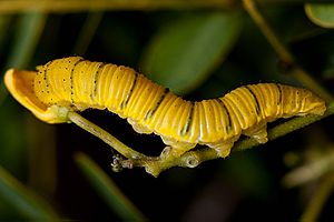 Archivo:Cloudless sulphur catirpillar. Phoebis sennae.