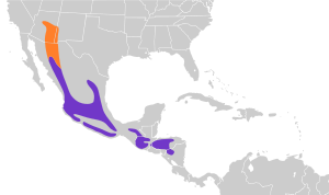 Archivo:Contopus pertinax map