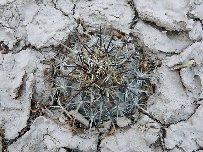 Coryphantha dificilis (5660193255)