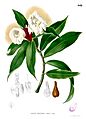 Costus speciosus Blanco2.442