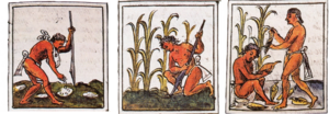 Archivo:Cultivo maiz Códice Florentino libro IV f.72