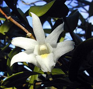 Archivo:Dendrobium crumenatum