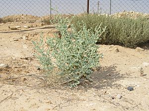 Archivo:Desert bush 1