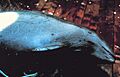 Entangled porpoise