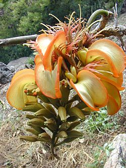 Erythrina sandwicensis flower.jpg
