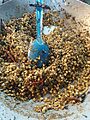 Esquites asados con chile y champiñones