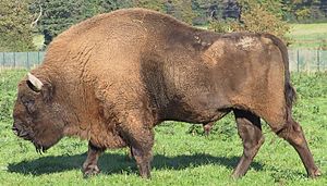 Archivo:European Bison